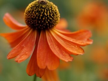 Understanding Psalm 100 in the Catholic Context Psalm 100 in the Catholic context